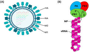 Image result for Influenza
