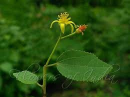 Image result for Grewia arborea