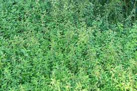 Image result for Dyschoriste radicans