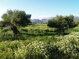 It S Widely Believed That The First Ever Cultivation Of Olive Trees Took Place On The Greek Island Of Cr Greek Islands Extra Virgin Olive Oil Natural Landmarks