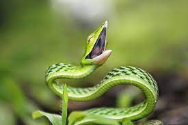 The Green Vine Snake Ahaetulla Nasuta Vine Snake Snake Cute Snake