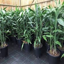 Image result for Dracaena sanderiana