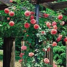 Pin On Flower Wishlist