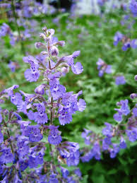 Because of its spreading nature, it's a great filler plant to provide color and green foliage between later blooming flowers. Catmint A Closeup View Of The Purple Catmint Flower Nepeta Affiliate View Closeup Catmint Nepeta Flower Flower Close Up Close Up Purple Flowers