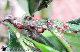 Check spelling or type a new query. How To Get Rid Of Scale Insects On Houseplants For Good