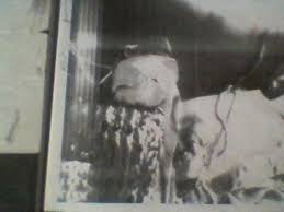 Image result for no rev12 consepcion Iris