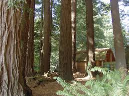 Maybe you would like to learn more about one of these? Crescent City California Campground Crescent City Redwoods Koa Holiday