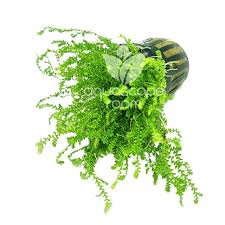 Image result for Salacia kraussii