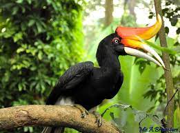 Enggang borneo journal (ebj) adalah jurnal atau terbitan berkala . Enggang Borneo Kemos Enggang Borneo Kemos According To The Belief Of The Dayak People Their Ancestors Came From The Sky And Came Down To Earth As The Address Of Hornbills
