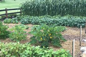 29 fantastic plant hacks and diy gardening ideas garden gadgets and tools. The Raised Row Garden Resource Page Step By Step Garden Advice