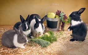 How to keep rabbits away from zucchini. Can Rabbits Eat Zucchini And How Much Is Okay For Them To Munch