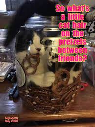 Cat Hair In The Mouth Funny Cat Memes Cat Hair Cute Funny Animals