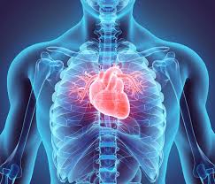 The heart consists of two separate chambers divided by the septum. Heart Damage In Covid 19 Patients Puzzles Doctors Scientific American