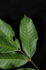 Image result for Lecaniodiscus