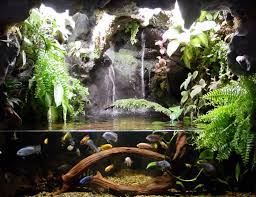 Akvaryum Com Forum Paludarium Akvaryum Akvaryum Baligi Tatlisu Akvaryumu Planted Aquarium