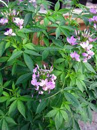 Image result for Cleome schimperi