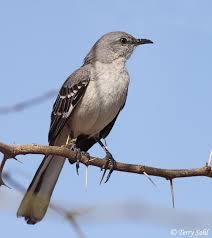 Usually, however, the best course of action is to do nothing and wait. Mockingbird Its A Symbol Of Something That Is Innocent And Harmless It Is Considered A Sin To Kill It Symbols Pet Birds Backyard Birds Beautiful Birds