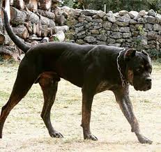 Alano Espanol Ceymer 26 Pitbull Dog Dog Biting Pitbulls