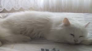 7 Aylik Ucretsiz Beyaz Kedi Sahiplendirme Kedi Sahiplendirme Ucretsiz Kedi Sahiplendirme