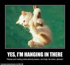 Pin On Cats