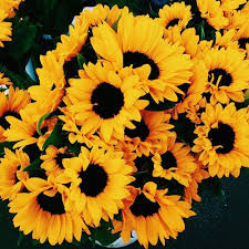 Aesthetic Black And Yellow Flowers Pinterest Follow Maele Green Yellow Aesthetic Yellow Flowers Plants