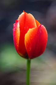 Red and Yellow Tulip Flower in Selective Focus Photography · Free Stock  Photo