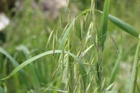 Image result for Grona barbata