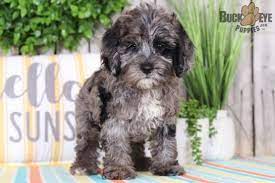Drake Male Blue Merle Cockapoo Cockapoo Puppy For Sale In Mount Vernon Oh Buckeye Puppies Cockapoo Puppies For Sale Puppies For Sale Cockapoo