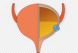 The medical name for this is haematuria and it's usually painless. Bladder Cancer Png Images Pngwing