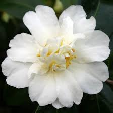 Polar Ice Camellia Fragrant Beautiful Hardy To Zone 6 Perfect Camellia Plant Breeding Grow Gorgeous