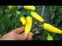 Hungarian hot wax chilli plant (capsicum annuum), grown by sea spring seeds.the fruit of this vegetable type chilli start yellow, then turn orange before. Hungarian Hot Wax Chilli Youtube