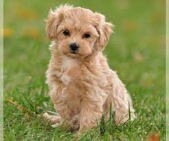 We did not find results for: Poo Ton Breed Information And Pictures On Puppyfinder Com
