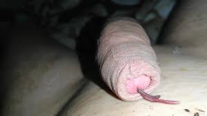 Worms In Cock Video ThisVid Comsexiezpix Web Porn