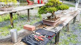 Discover Bonsai