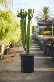 Image result for Euphorbia ingens