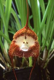 Cool Growing Orchids — Bournemouth ...
