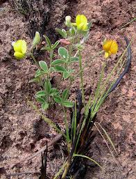 Image result for Argyrolobium rupestre