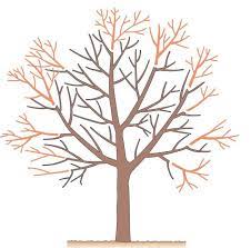 Nicht jeder baum eignet sich als schattenspender, das sollten sie vor dem kauf und dem pflanzen bedenken. Baumschnitt Die Wichtigsten Techniken Baume Garten Gartenarbeit Im Februar Baumkrone