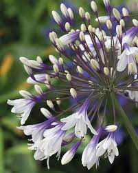 All Summer Agapanthus Fireworks Mdb001 Has Been Turning Heads Coming A Strong Third In The Rhs Chelsea Flower Show Pla Planten Tuinplanten Vaste Planten