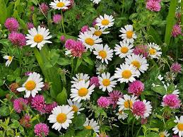 Mostly, producers strain or filter most of the honey to remove the debris, air bubbles and the wax bits. Clover Wildflowers Daisies Red Clover Meadow Pikist