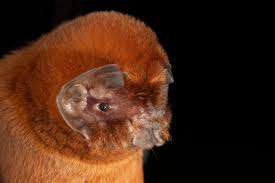 Image result for Pteronia mucronata