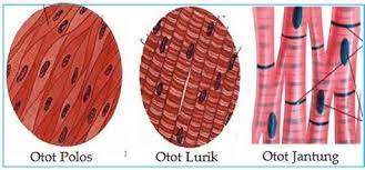 Memiliki struktur hampir sama dengan otot lurik, namun. Jaringan Otot Dibagi Menjadi 3 Yaitu Cara Penilaian Skala Kekuatan Otot Gustinerz Com Melekatnya Organ Pada Otot Dinding Tubuh Dibantu Oleh Jaringan Pengikat Mosco Good