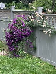 Image result for Clematis welwitschii