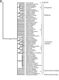 Image result for Felicia clavipilosa