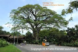 Image result for Samanea saman