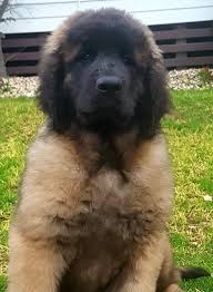 Check spelling or type a new query. Leonberger Events Www Glamourford Com