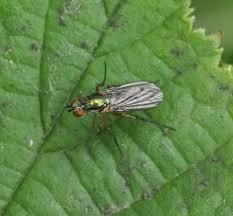 Image result for Dolichos petiolatus