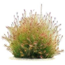 Image result for Mayaca