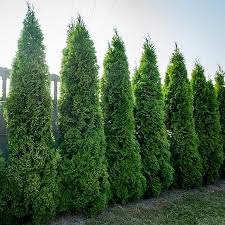Virginia Arborvitaes For Sale Fastgrowingtrees Com Emerald Green Arborvitae Arborvitae Tree Giant Arborvitae