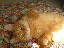 Pick cat up and cradle it in the crook of your left arm as if holding a baby. Funny Friday How To Give A Cat A Pill The Old Silly S Free Spirit Blog